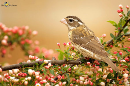 Female Rose-breasted Grosbeak