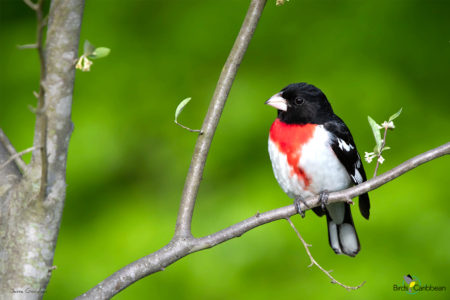 Male Rose-breasted Grosbeak