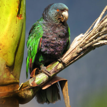 Sisserou or Imperial Parrot of Dominica.