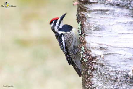 Female Yellow-bellied Sapsucker