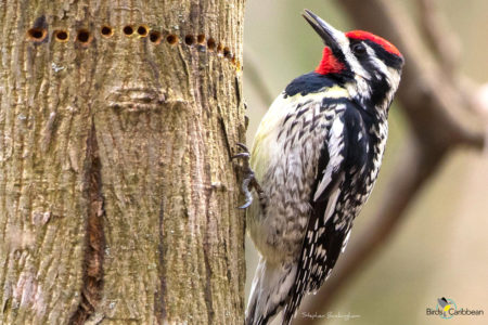 Male Yellow-bellied Sapsucker