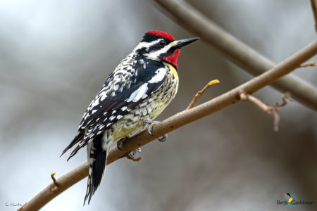 Male Yellow-bellied Sapsucker