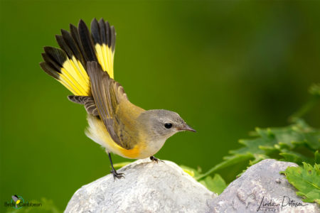 Female American Redstart