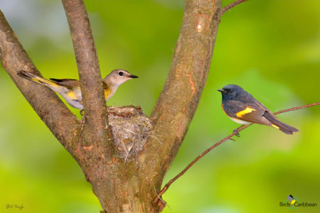 American Redstart Pair at Nest