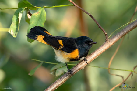 Male American Redstart