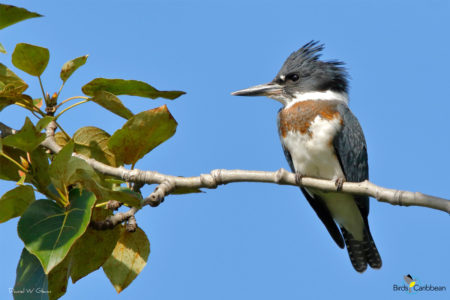 Juvenile Male Belted Kingfisher 