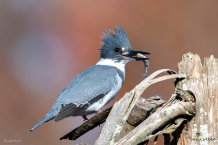 Male Belted Kingfisher