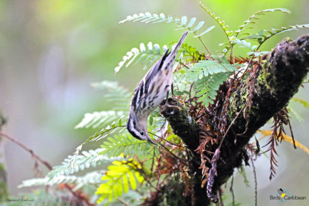 Female Black-and-White Warbler Foraging on Tree
