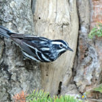 Male Black-and-White Warbler on Tree
