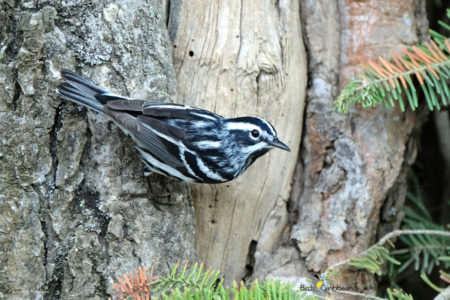 Male Black-and-White Warbler on Tree