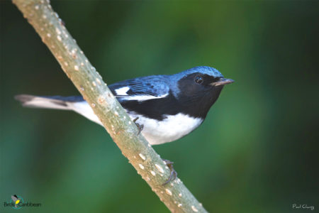 Male Black-throated Blue Warbler