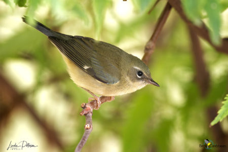 Female Black-throated Blue Warbler