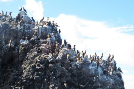 Brown Boobies at Lee Rock, Grenada