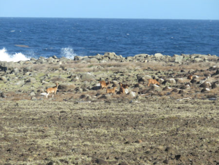 Goats in a Seabird colony