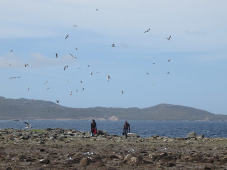 People in a Seabird colony