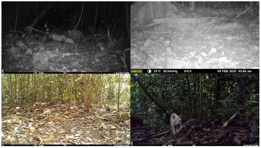 Non-native mammal predators caught on our network of camera traps. Starting bottom left and moving clockwise: mongoose, opossum, rats, cat.
