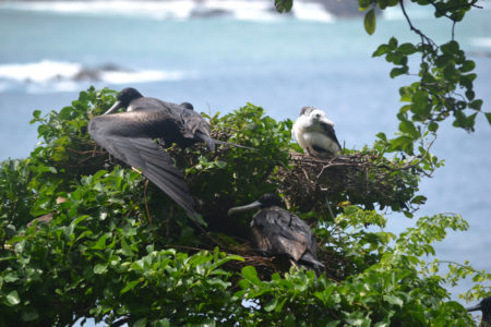 Magnificent Frigatebird at nest with chick in Battowia colony