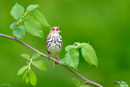 Ovenbird Singing