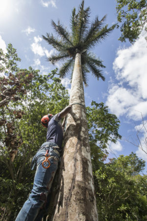 Local field team member preparing to climb into a Ridgway's Hawk nest