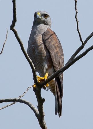 Ridgway's Hawk