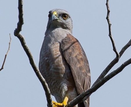 Ridgway's Hawk