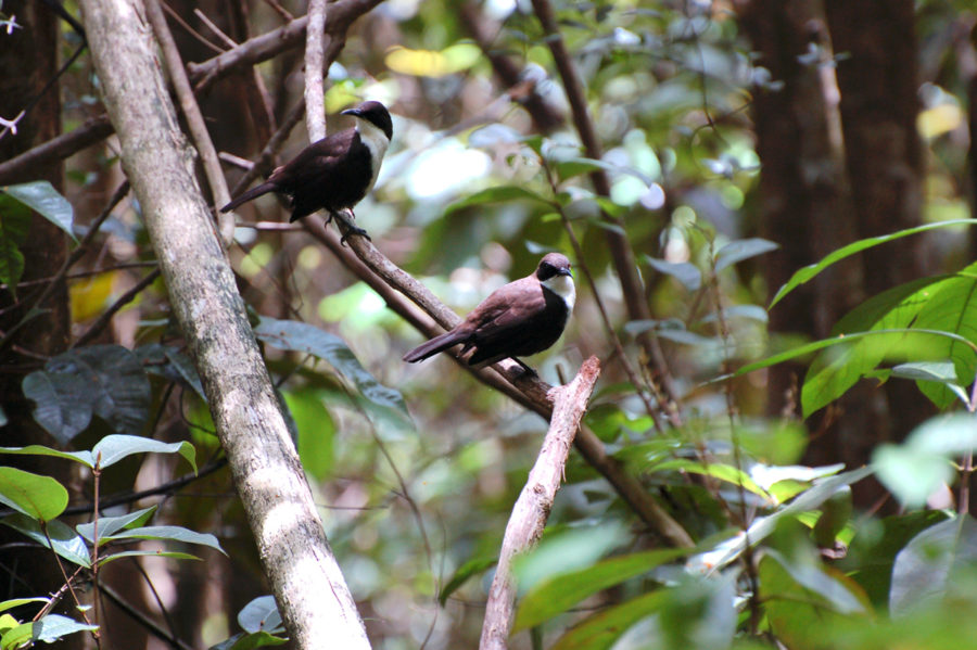 A pair of White-breasted Thrashers in the wild