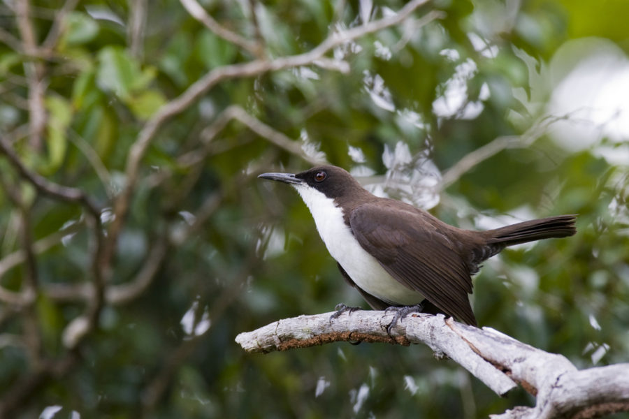 White-breasted Thrasher