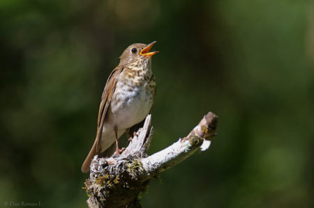 Bicknell's Thrush on branch singing