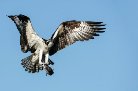 Ospry holding fish in its talons