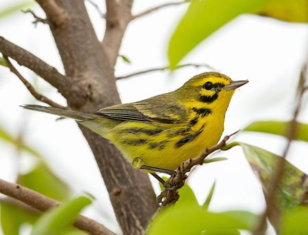 Prairie Warbler perched in a tree in the Bahamas