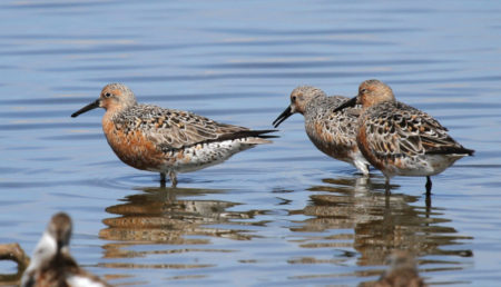 Group of Red Knot moulting from breeding to winter plumage
