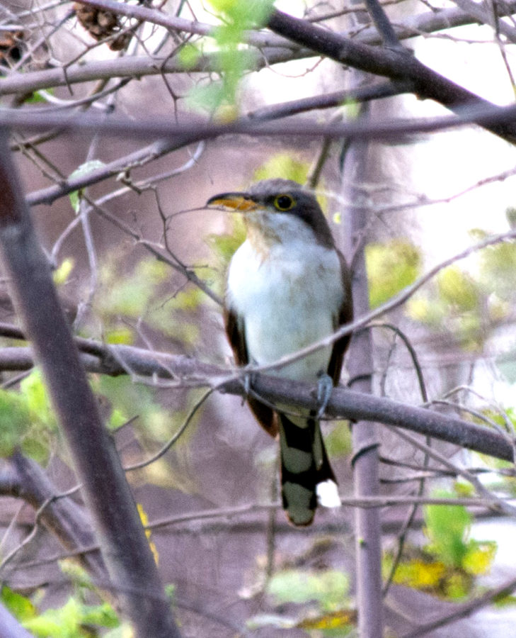 Yellow-billed Cuckoo