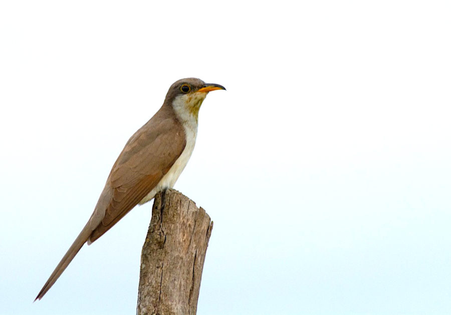 Yellow-billed Cuckoo