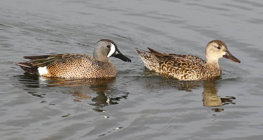 Blue-winged Teal pair