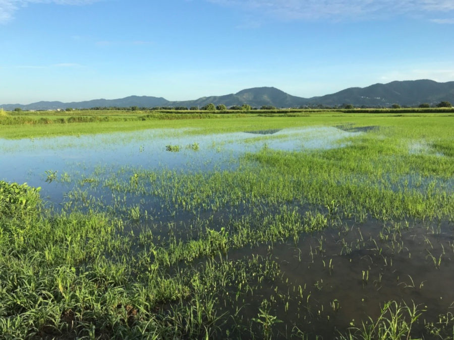 Flooded Rice fields 