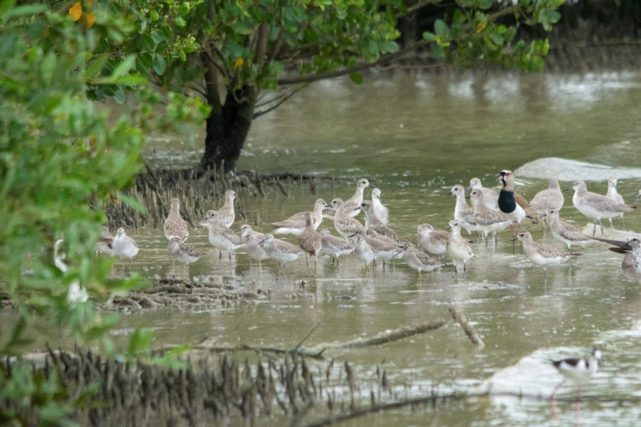 Mixed waterbird flock on Trinidad's west coast mudflats
