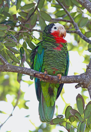 Cuban Parrot