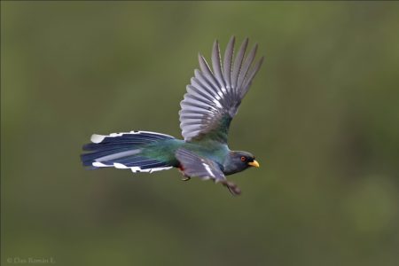 Hispaniolan Trogon in flight