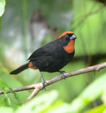 Puerto Rican Bullfinch