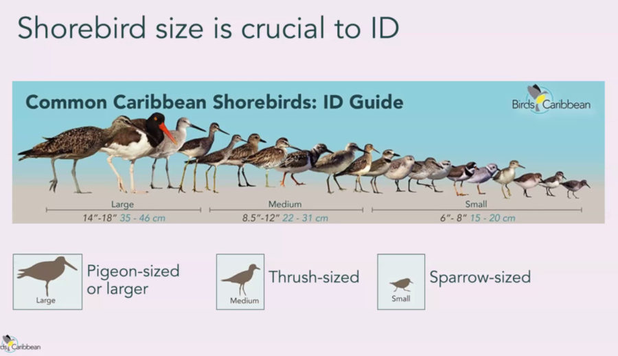 Shorebird ID guide from BirdsCaribbean