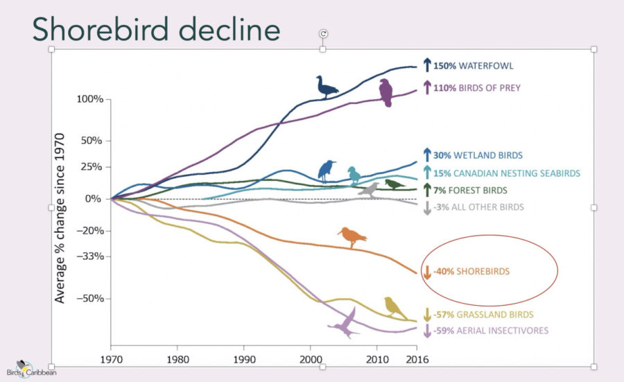 Shorebird decline graph