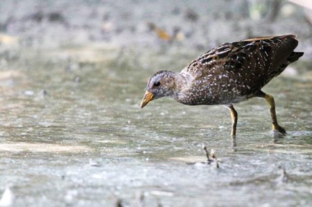 Spotted Crake