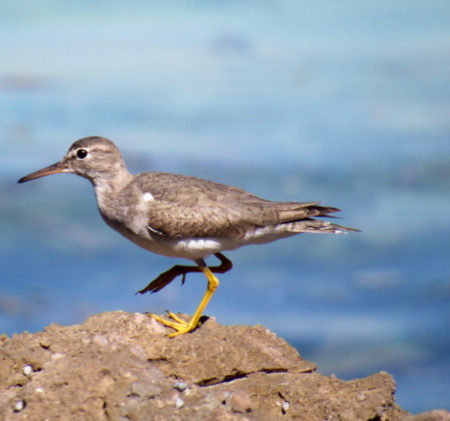 Picture of a Spotted sandpiper