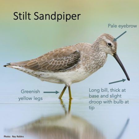 Stilt Sandpiper