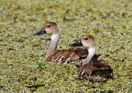 West Indian Whistling-Ducks in Jamaica