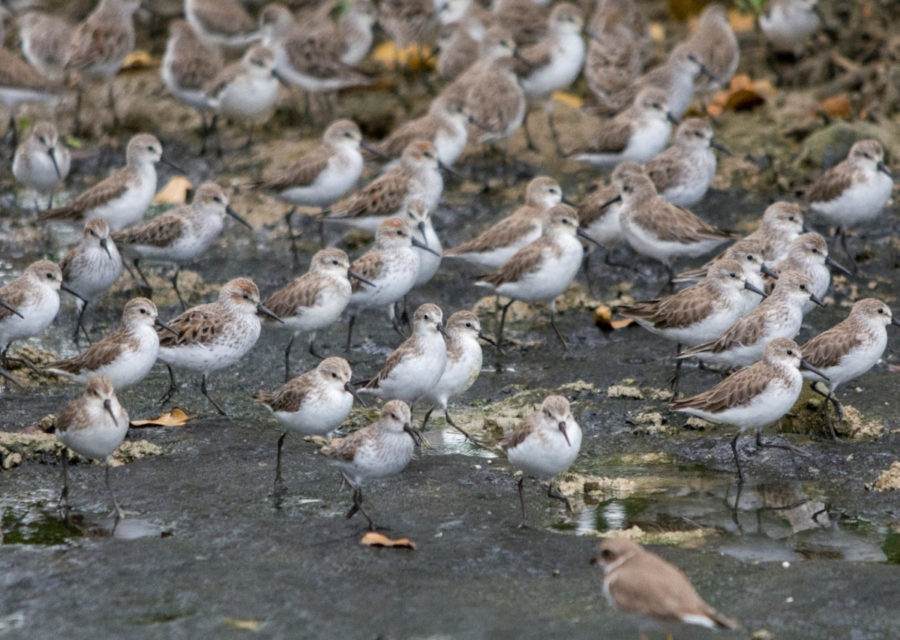 Western and Semipalmated Sandpipers
