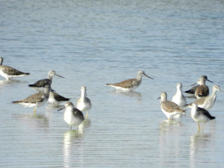 Group of shorebirds