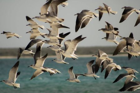 Laughing gulls flying