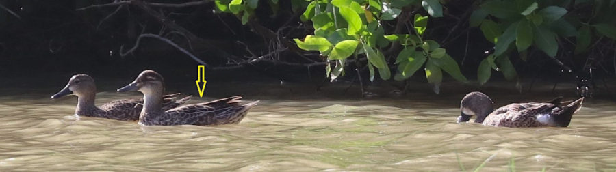 Garganey on Guadeloupe