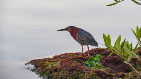 Green Heron